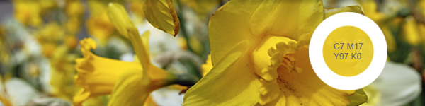Narcissengeel = C7 M17 Y97 K0