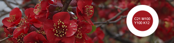 Bloemetjesrood = C21 M100 Y100 K12